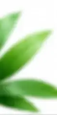 Hojas verdes decorativas